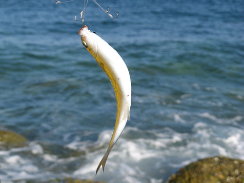 Pesca12